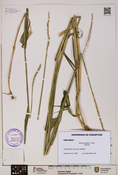 Elymus angulatus [Espécimen: UDEC:CONC:0203210]