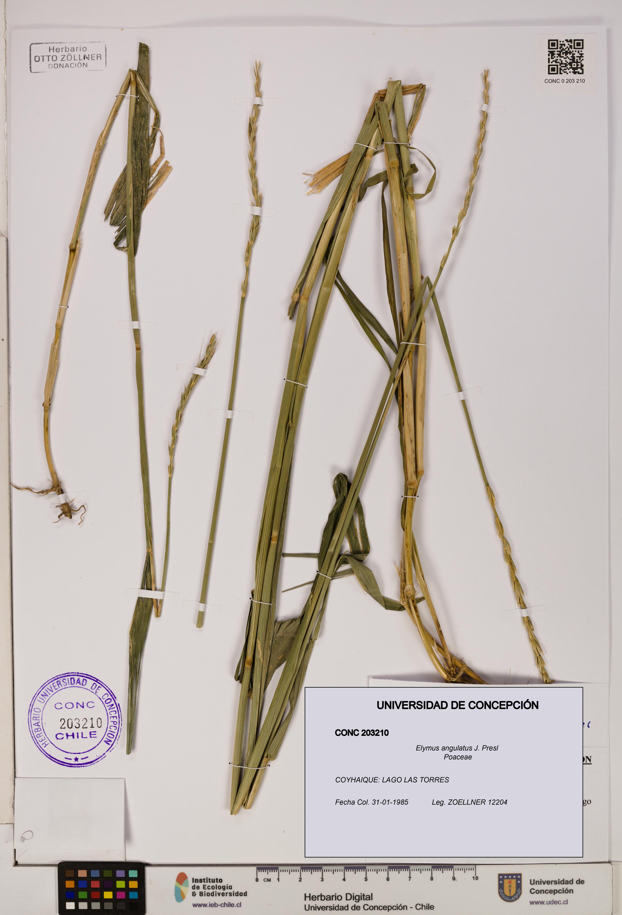 Elymus angulatus [Espécimen: UDEC:CONC:0203210]