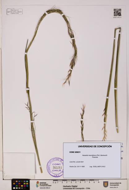 Nassella macrathera [Espécimen: UDEC:CONC:0203211]