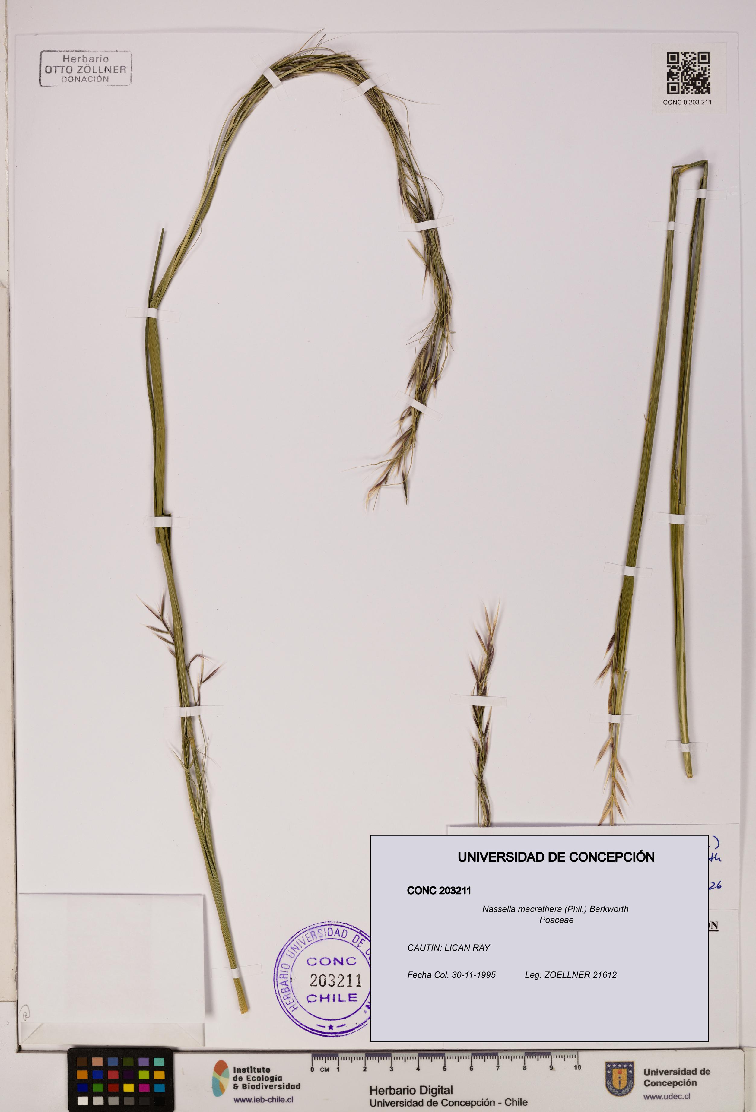Nassella macrathera [Espécimen: UDEC:CONC:0203211]