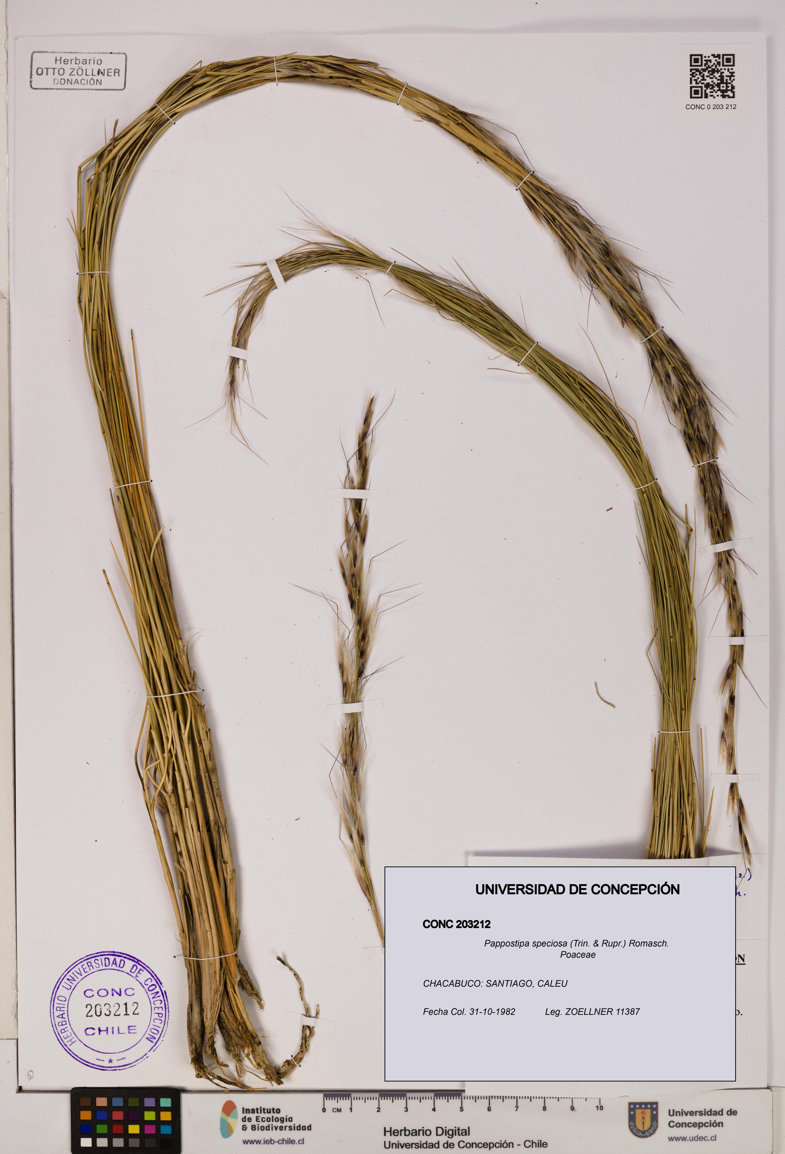 Pappostipa speciosa [Espécimen: UDEC:CONC:0203212]