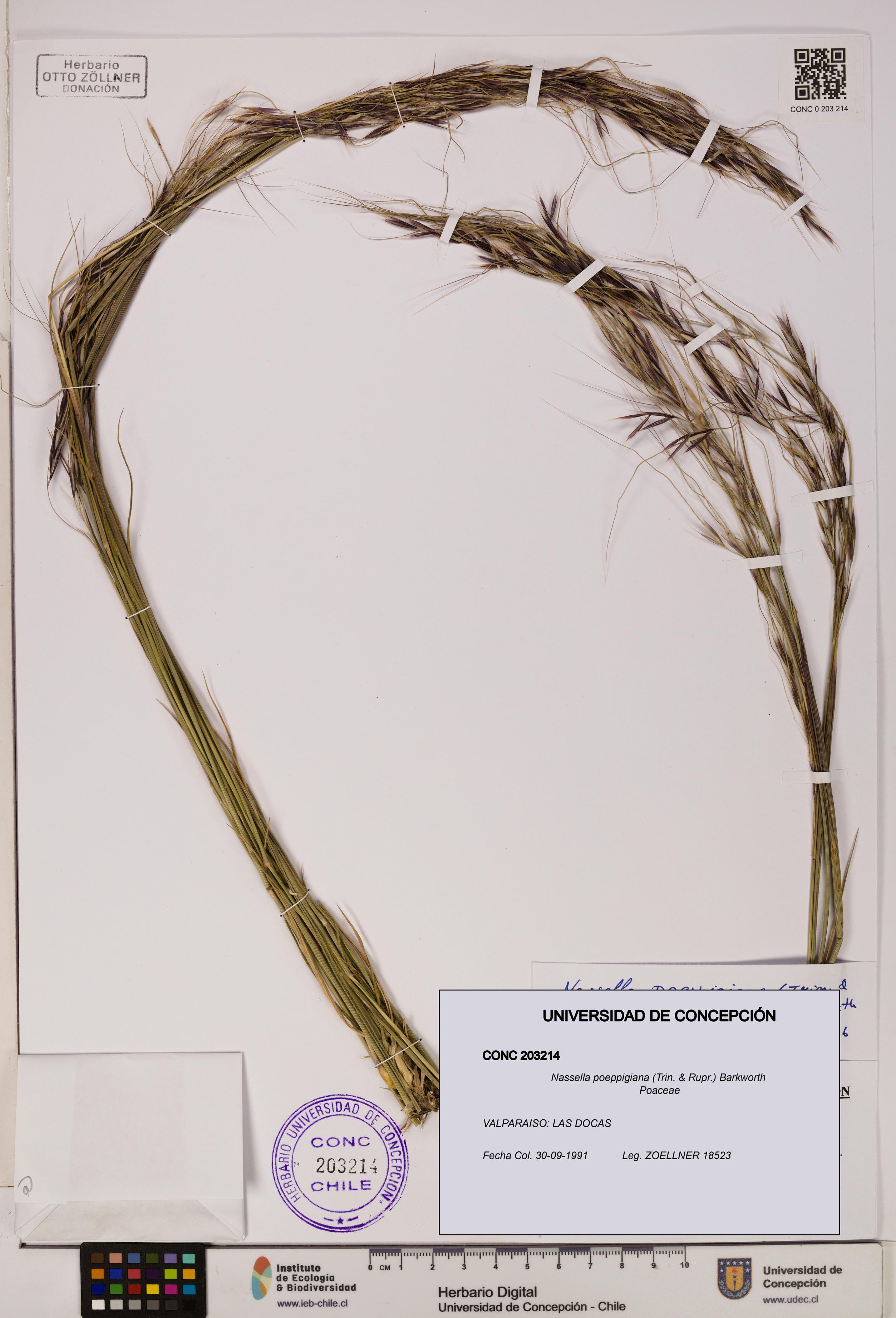 Nassella poeppigiana [Espécimen: UDEC:CONC:0203214]