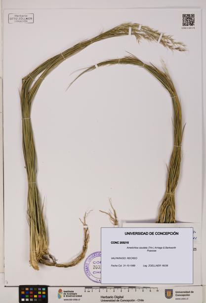 Amelichloa caudata [Espécimen: UDEC:CONC:0203215]