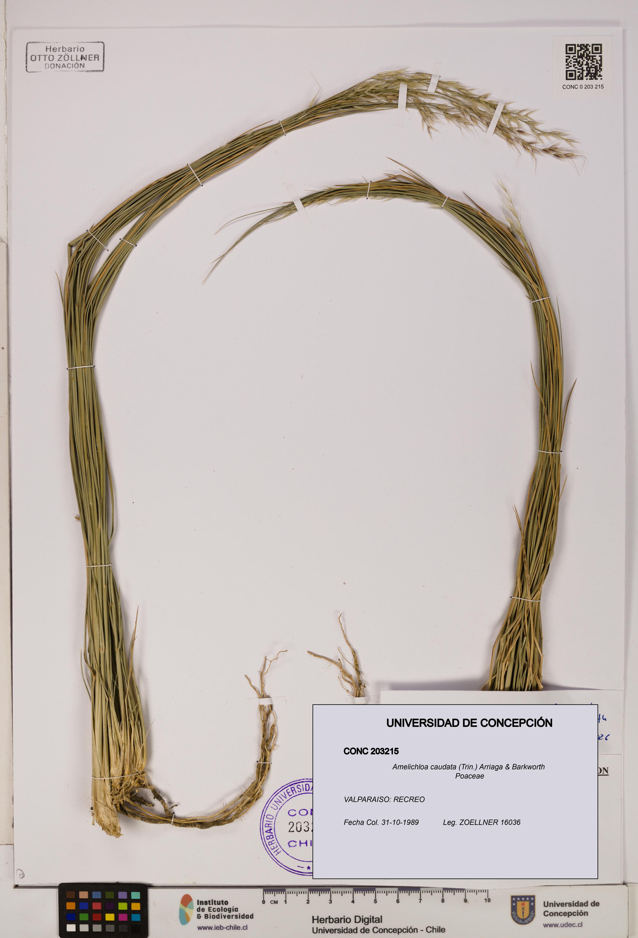 Amelichloa caudata [Espécimen: UDEC:CONC:0203215]