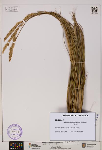 Anthoxanthum juncifolium [Espécimen: ]