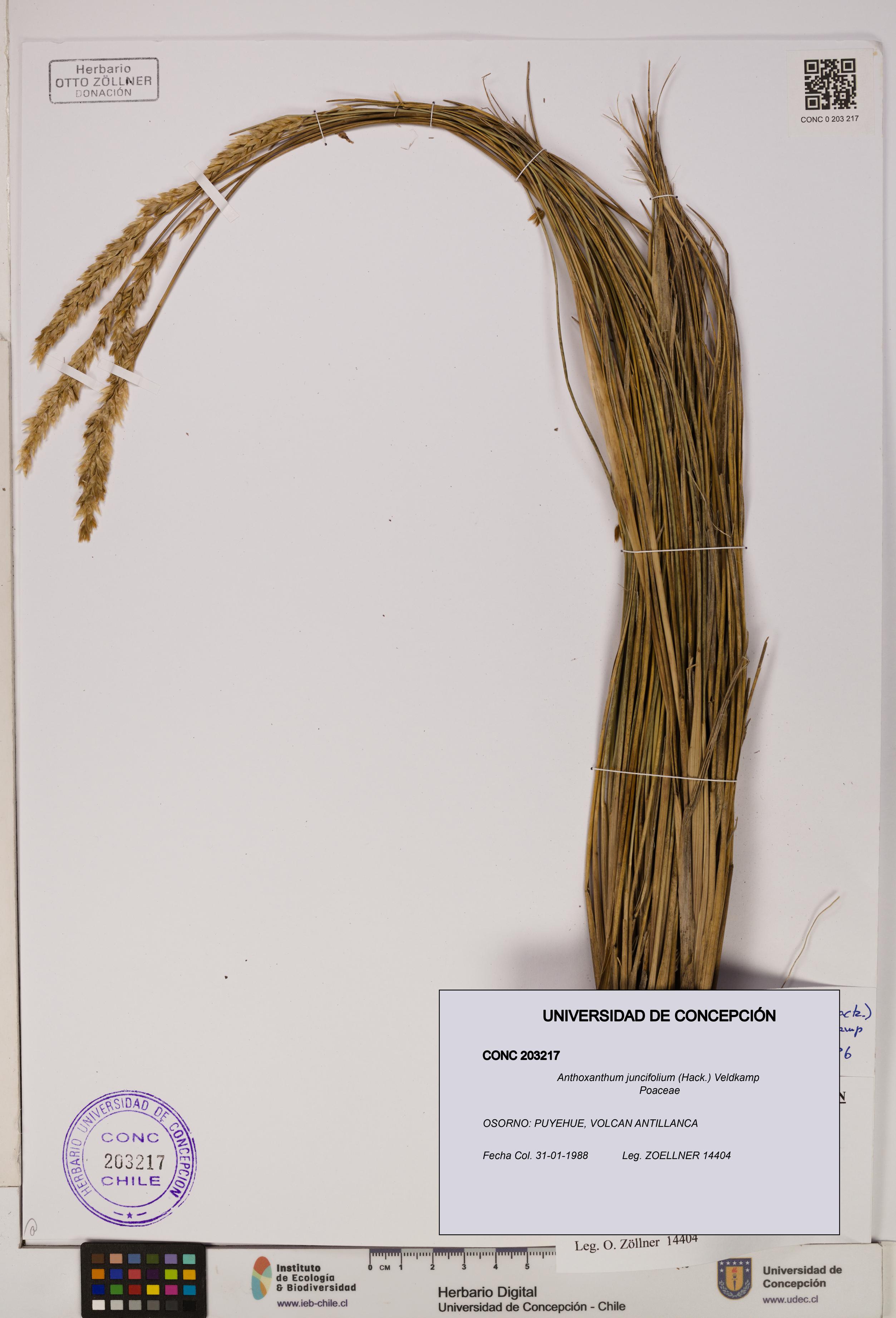 Anthoxanthum juncifolium [Espécimen: ]