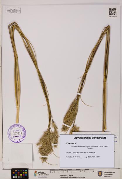 Cortaderia egmontiana [Espécimen: ]