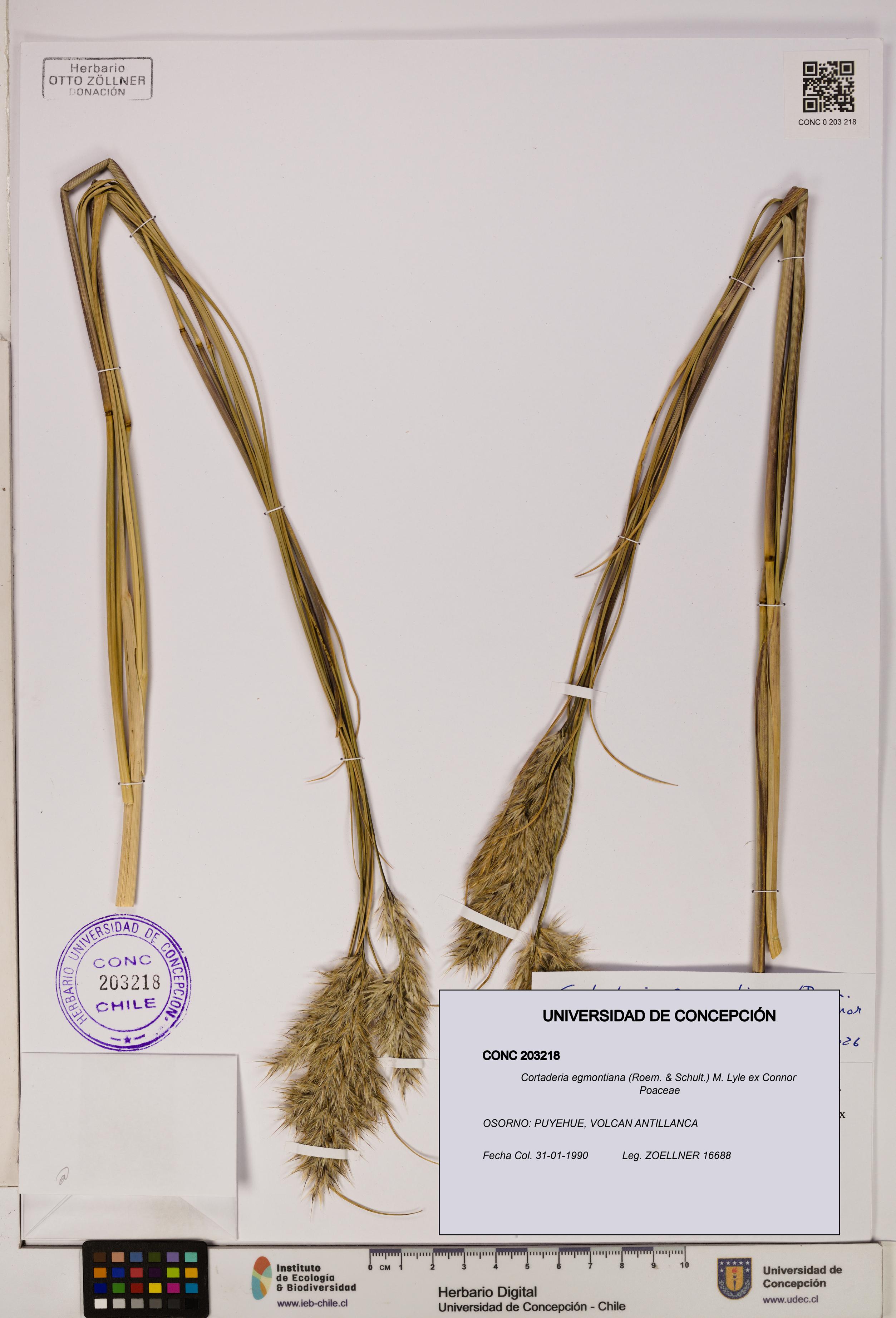 Cortaderia egmontiana [Espécimen: ]