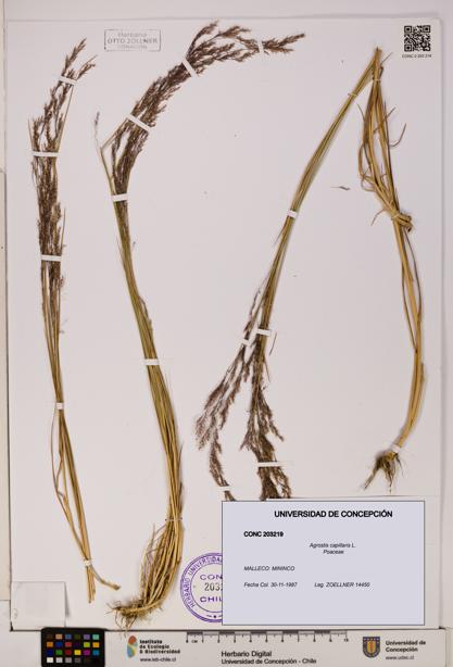 Agrostis capillaris [Espécimen: UDEC:CONC:0203219]