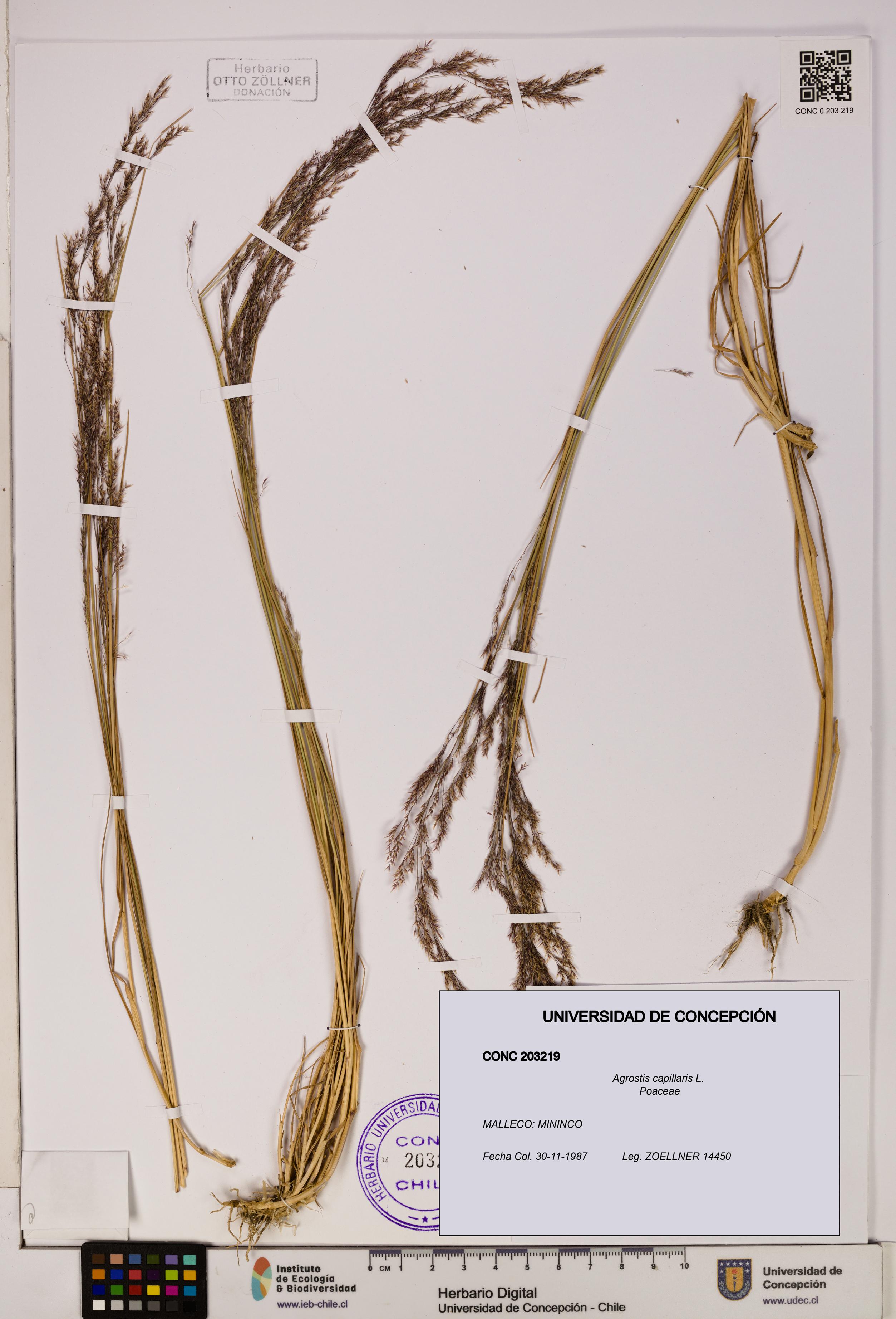 Agrostis capillaris [Espécimen: UDEC:CONC:0203219]