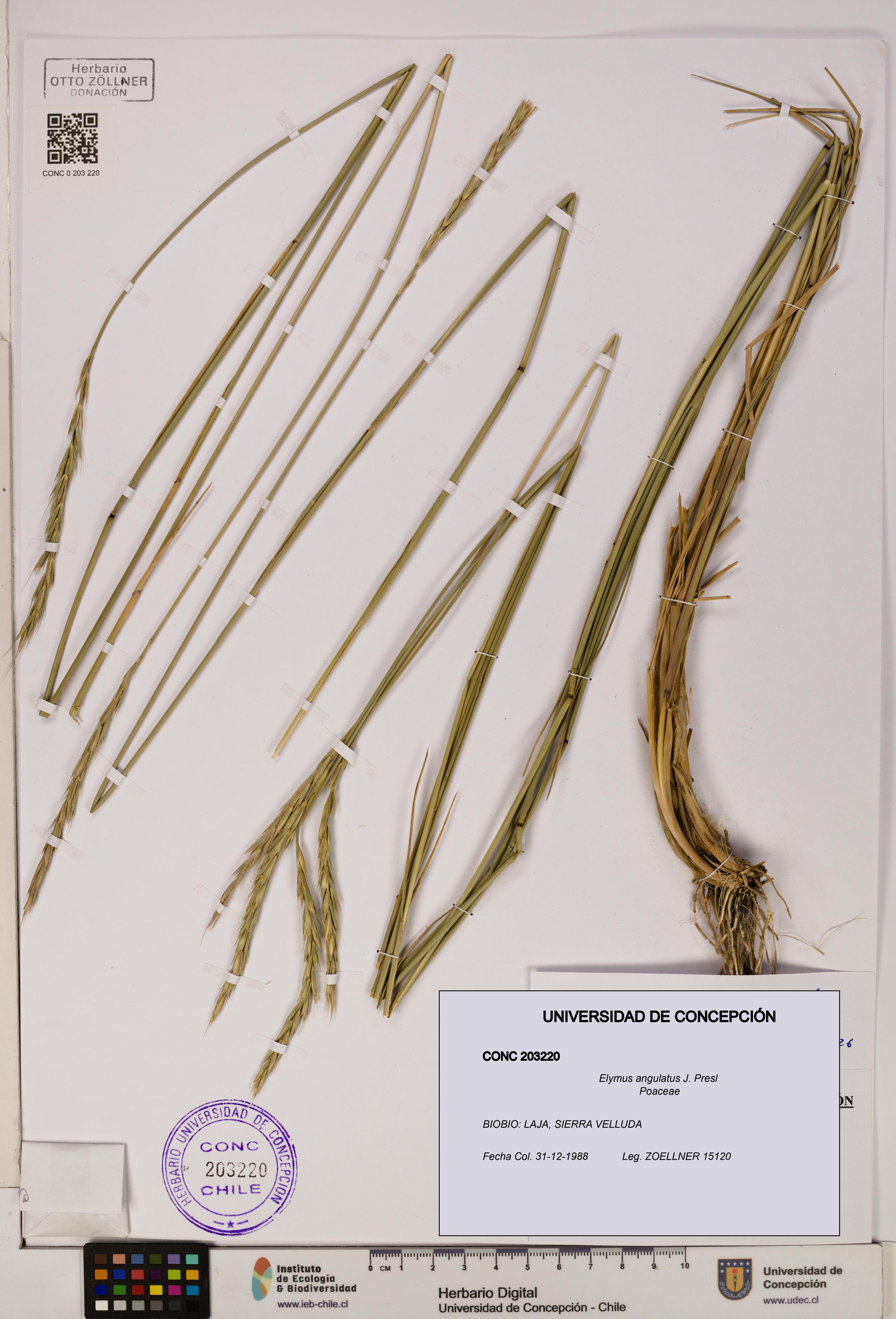 Elymus angulatus [Espécimen: UDEC:CONC:0203220]