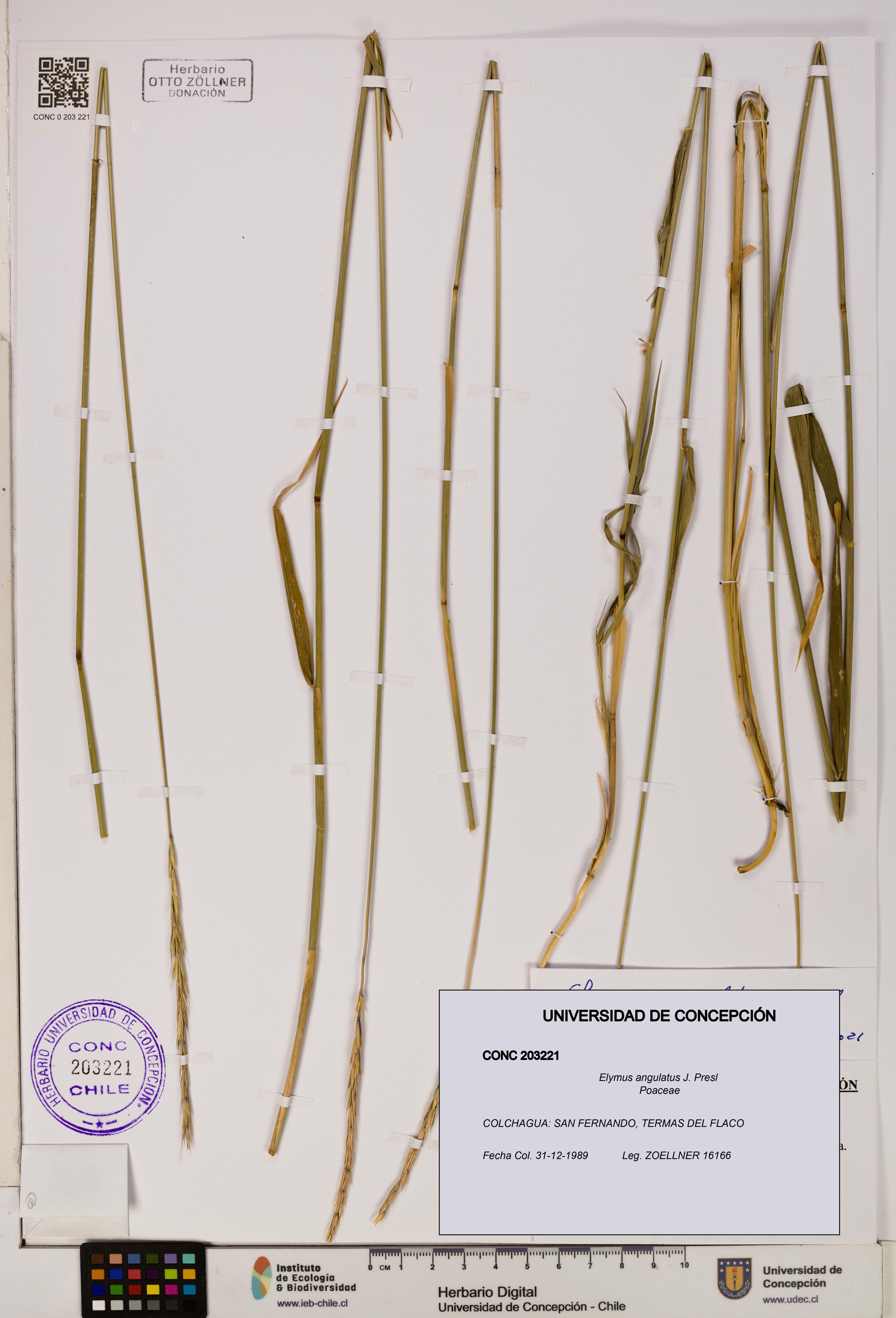 Elymus angulatus [Espécimen: UDEC:CONC:0203221]