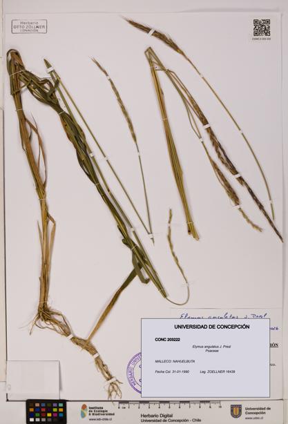Elymus angulatus [Espécimen: UDEC:CONC:0203222]