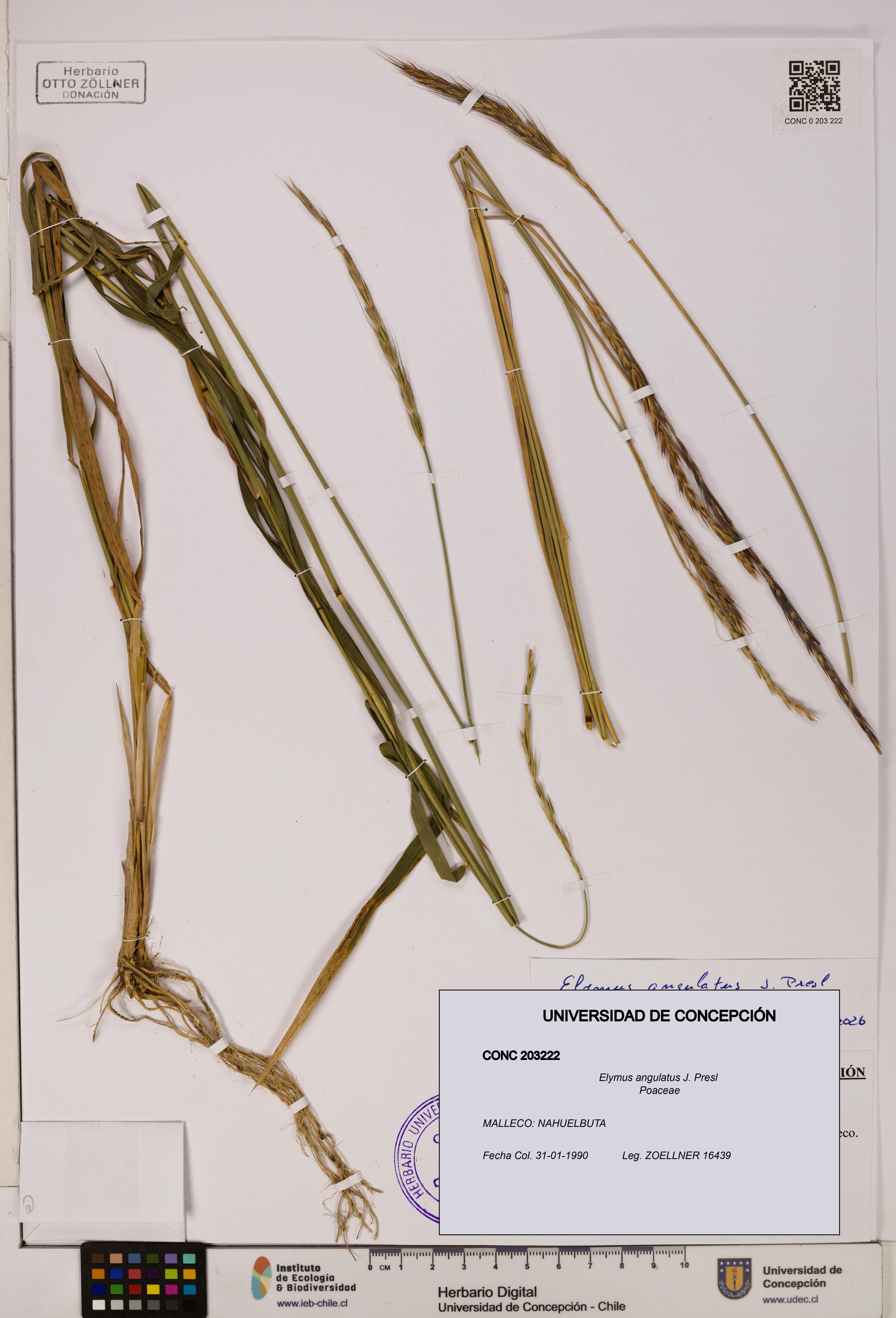 Elymus angulatus [Espécimen: UDEC:CONC:0203222]