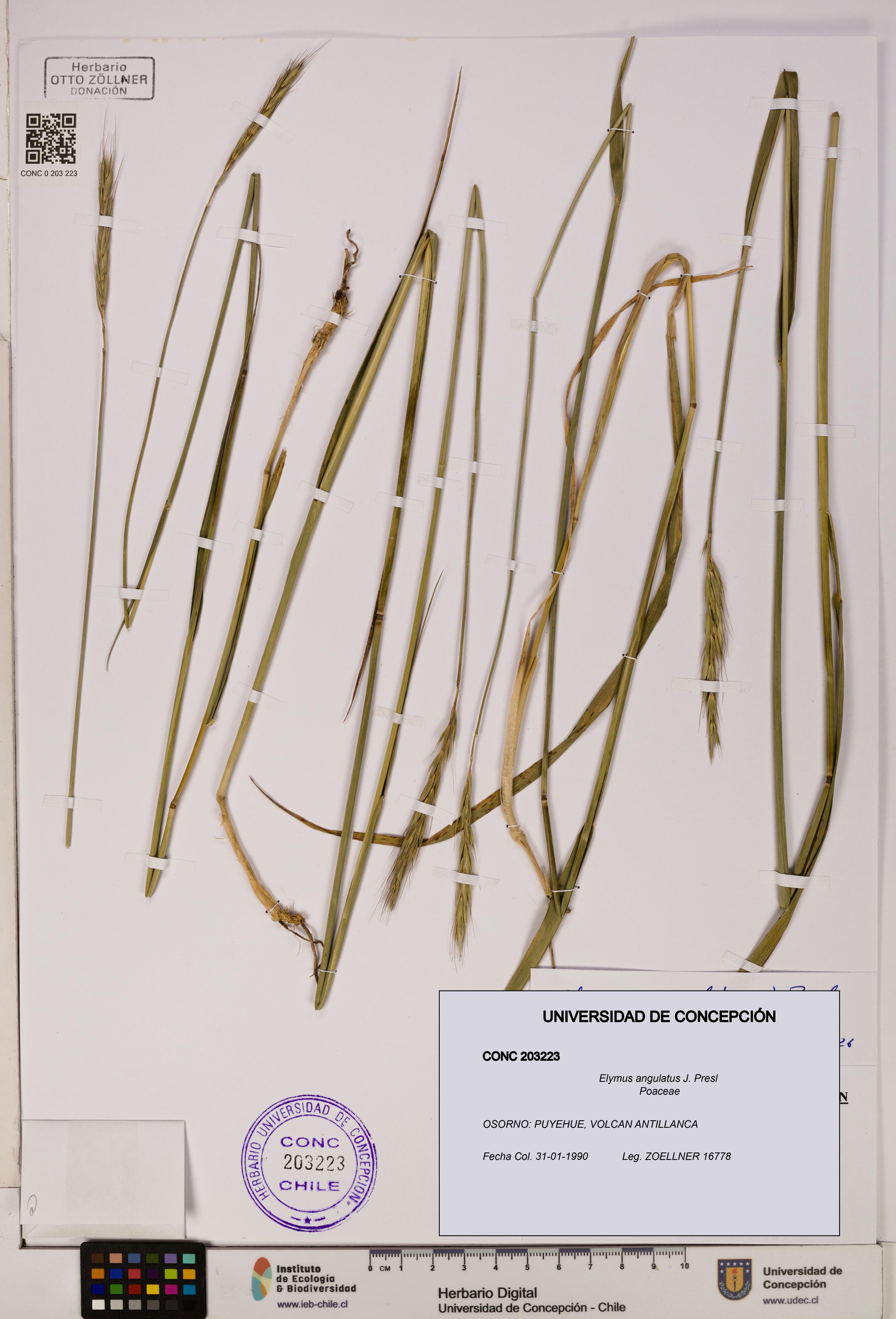Elymus angulatus [Espécimen: UDEC:CONC:0203223]