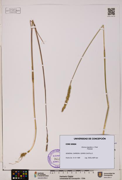Elymus angulatus [Espécimen: UDEC:CONC:0203224]