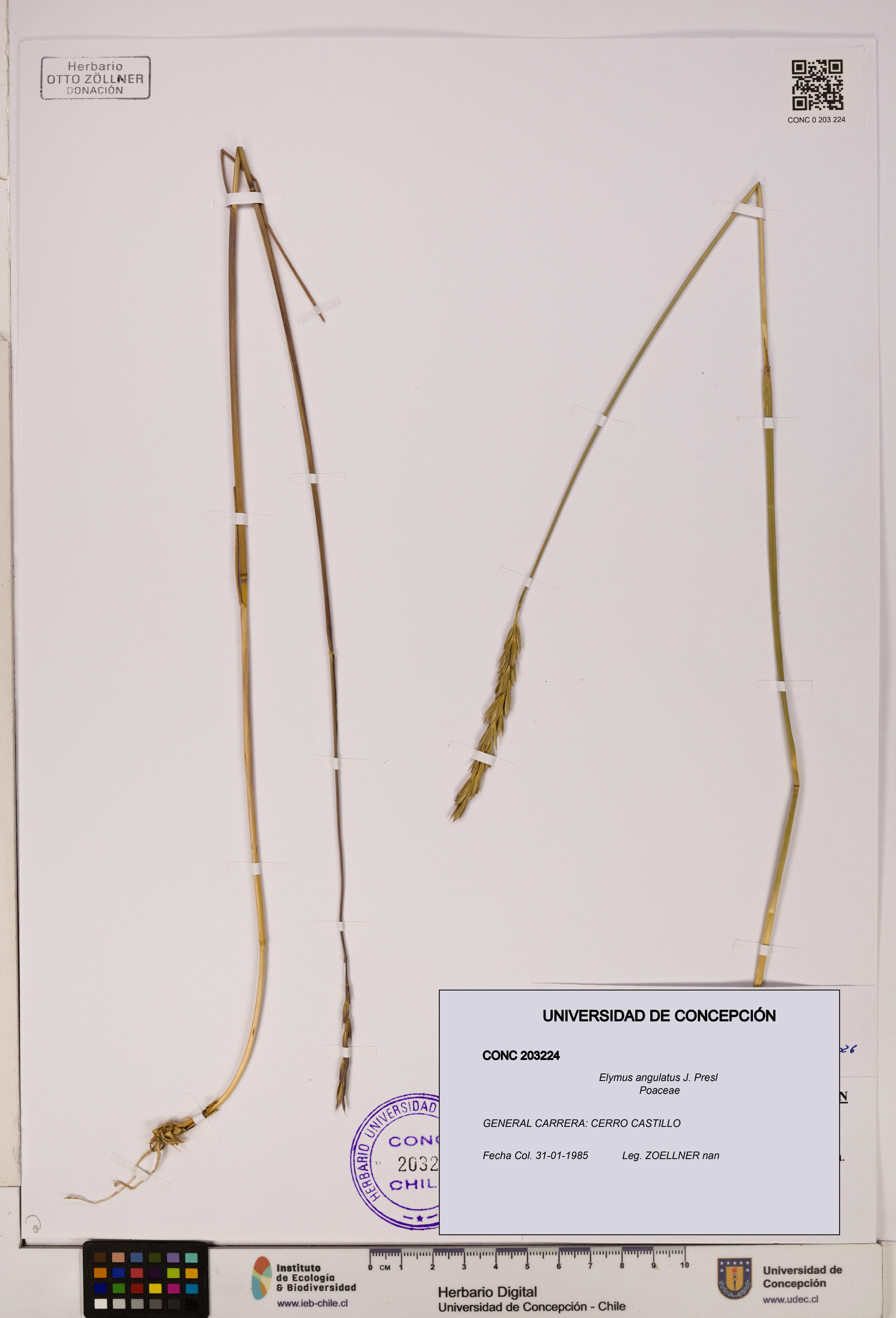 Elymus angulatus [Espécimen: UDEC:CONC:0203224]