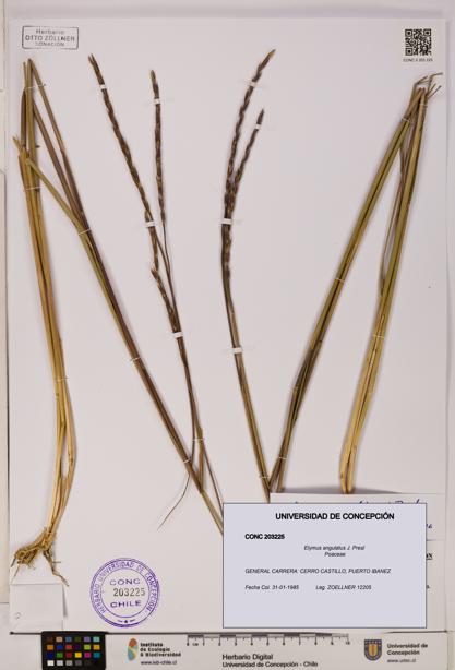 Elymus angulatus [Espécimen: UDEC:CONC:0203225]