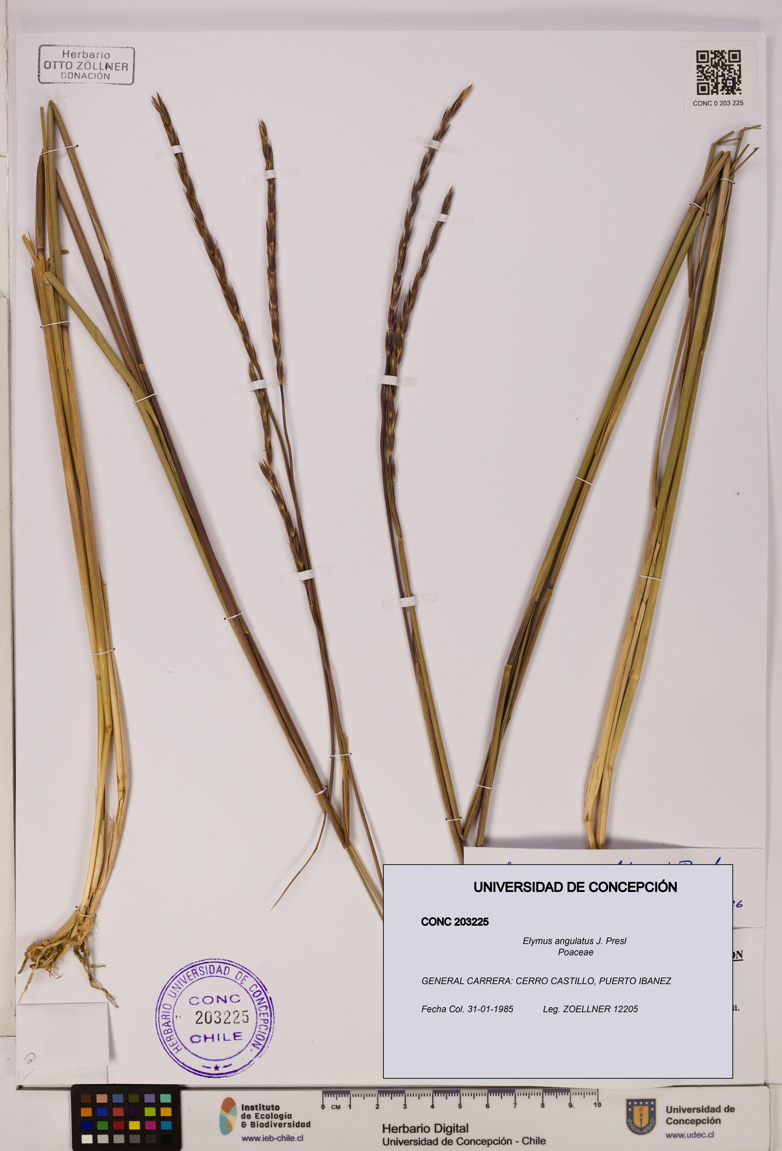 Elymus angulatus [Espécimen: UDEC:CONC:0203225]