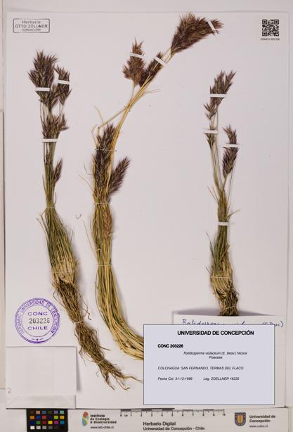 Rytidosperma violaceum [Espécimen: ]