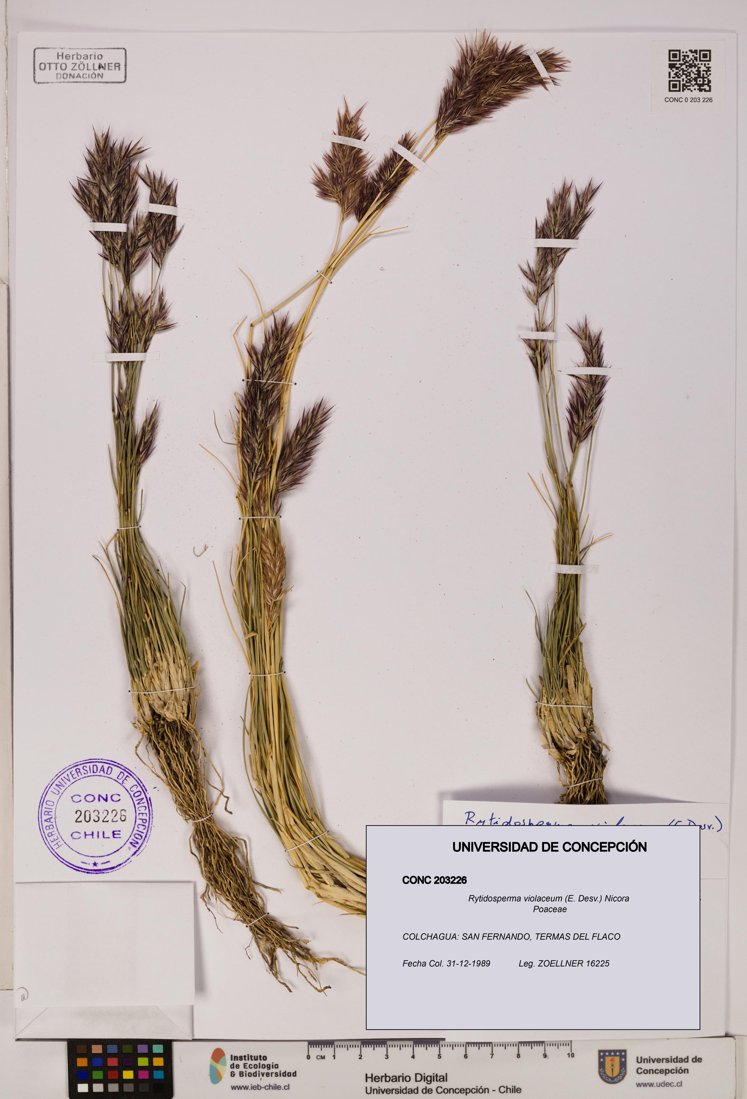 Rytidosperma violaceum [Espécimen: ]