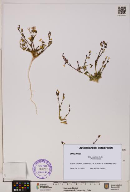 Gilia crassifolia [Espécimen: UDEC:CONC:0203227]
