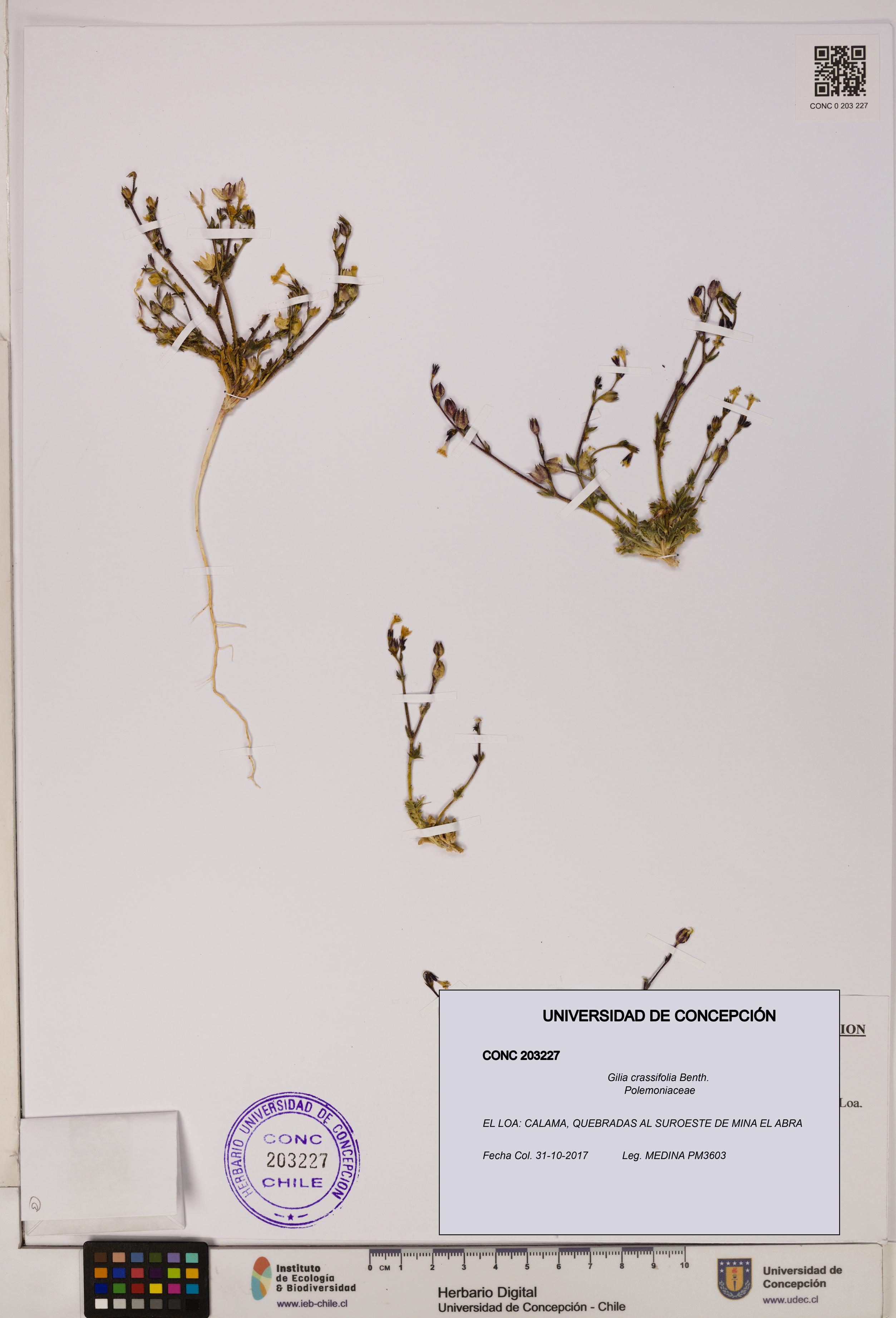 Gilia crassifolia [Espécimen: UDEC:CONC:0203227]