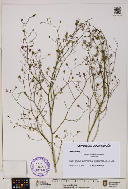 Reyesia parviflora [Espécimen: UDEC:CONC:0203230]