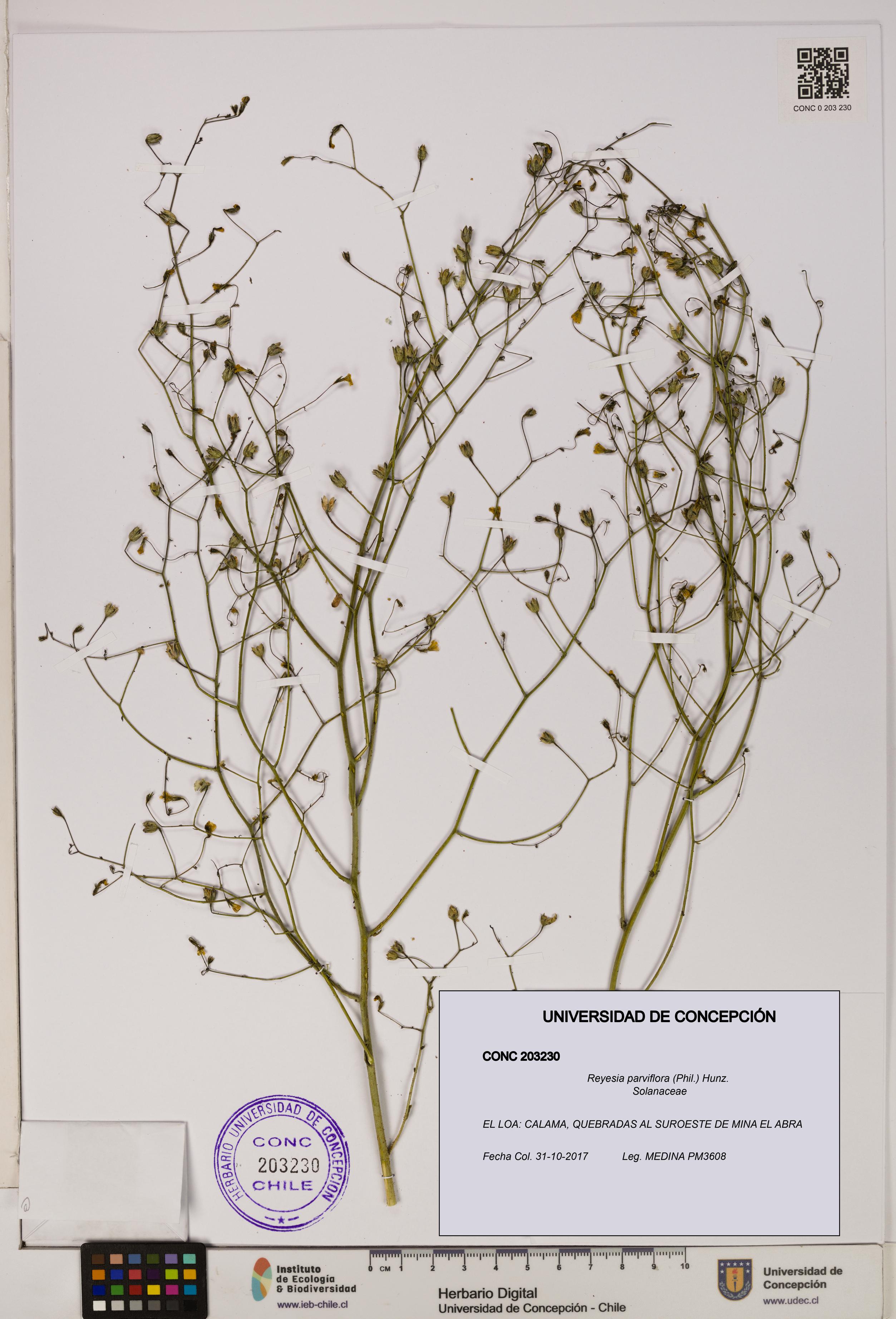 Reyesia parviflora [Espécimen: UDEC:CONC:0203230]