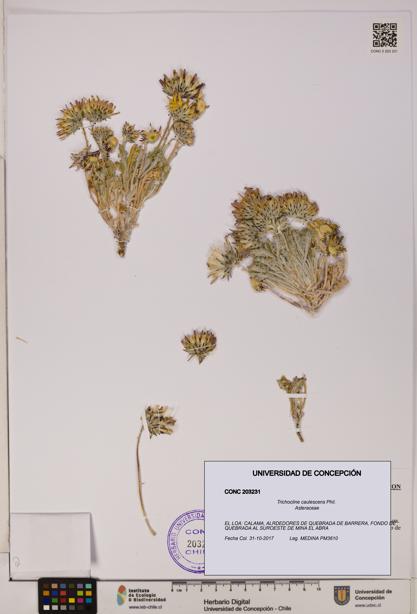 Trichocline caulescens [Espécimen: ]