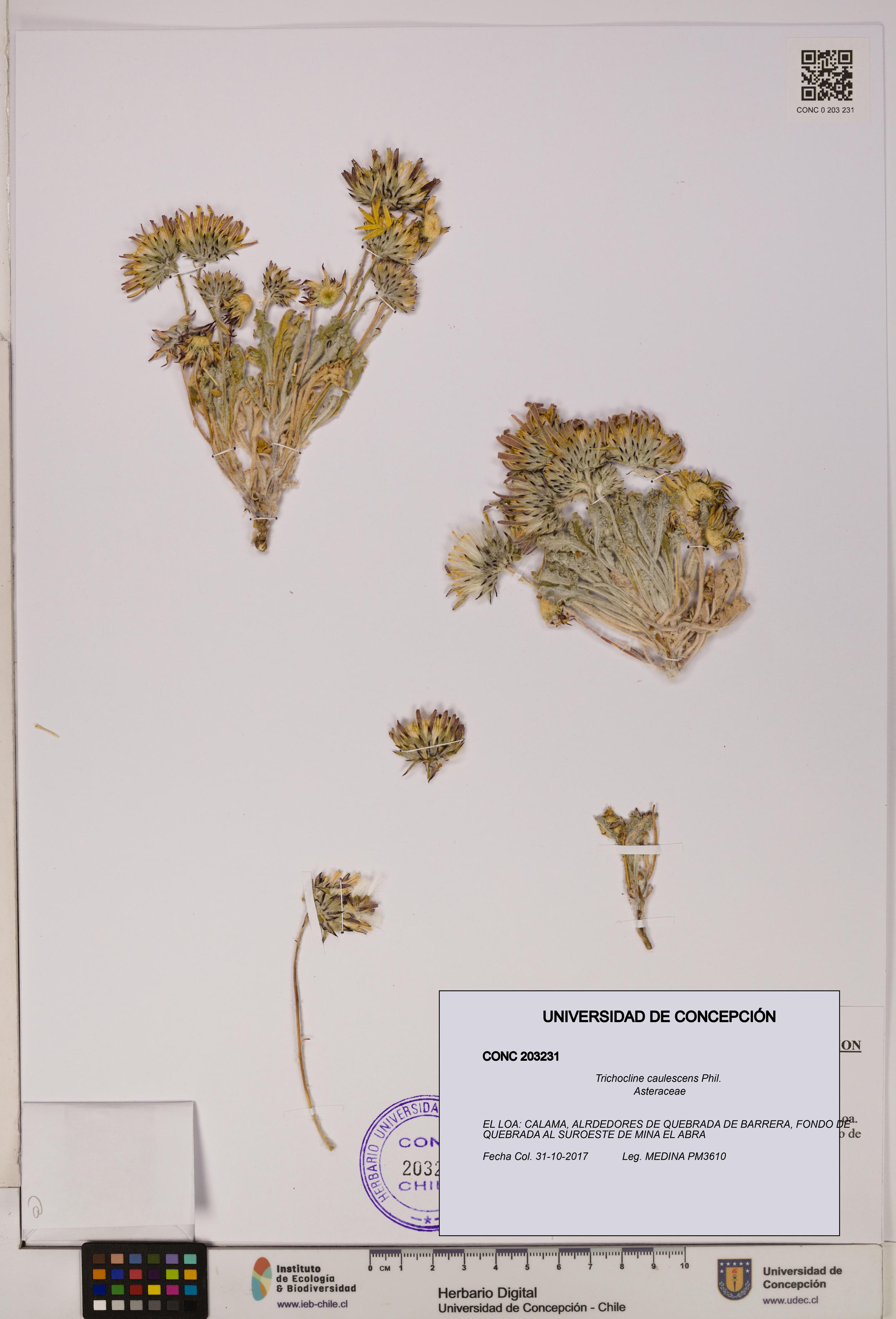 Trichocline caulescens [Espécimen: ]
