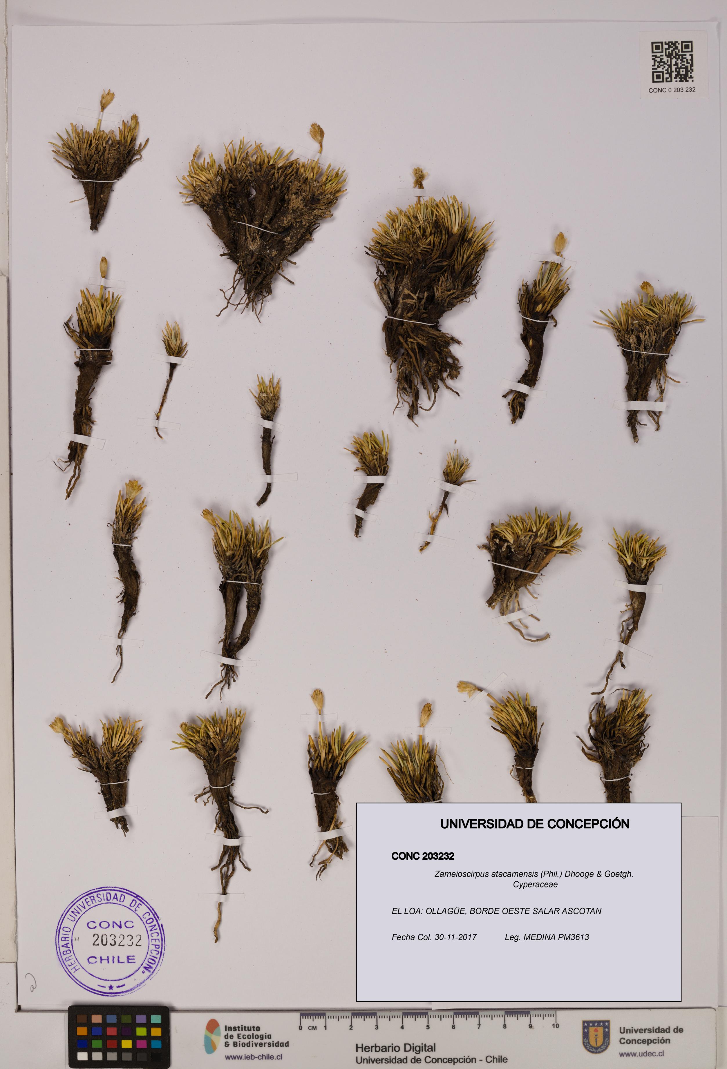 Zameioscirpus atacamensis [Espécimen: UDEC:CONC:0203232]