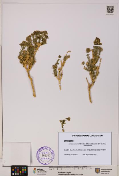 Aimara rollinsii [Espécimen: UDEC:CONC:0203234]