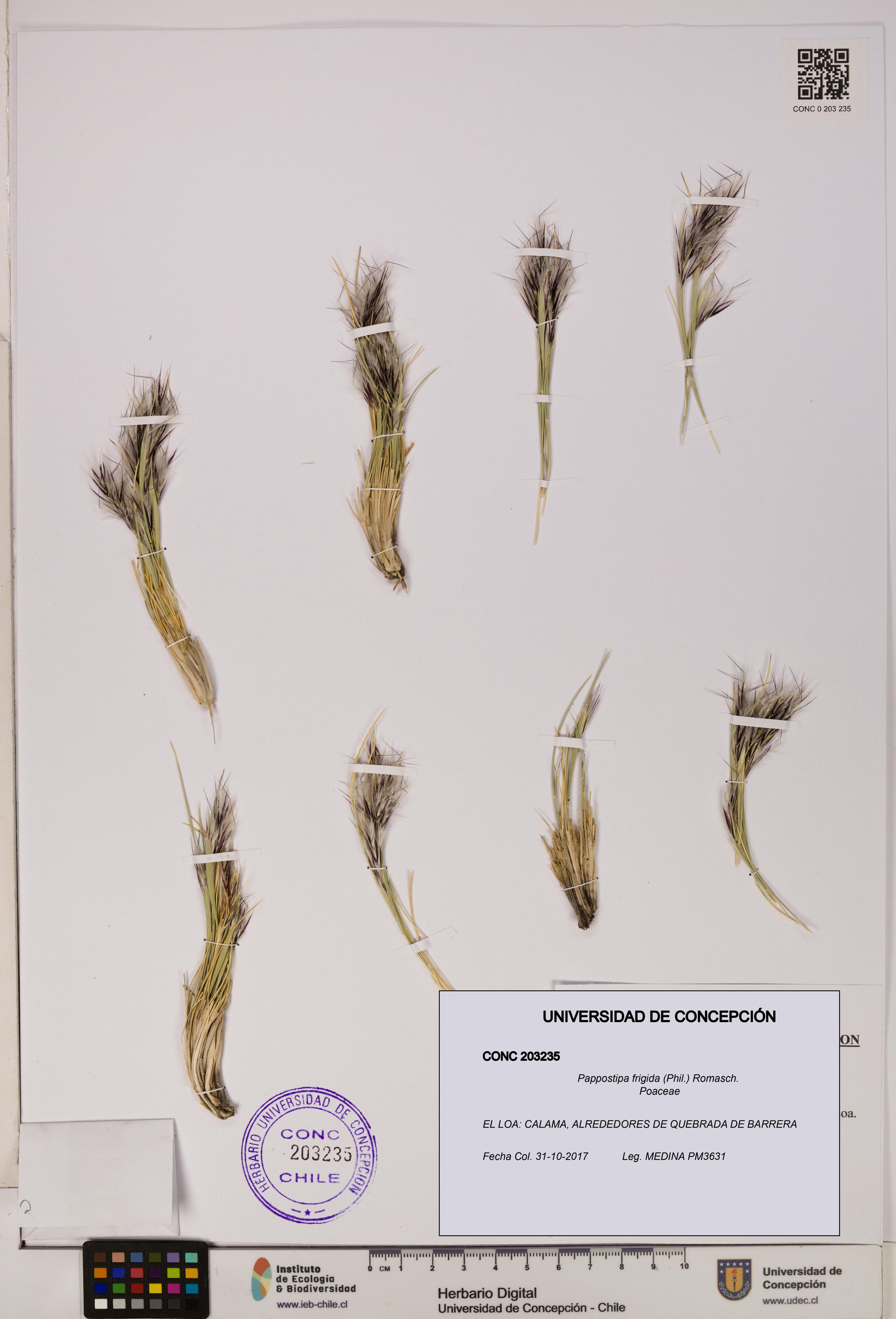 Pappostipa frigida [Espécimen: UDEC:CONC:0203235]