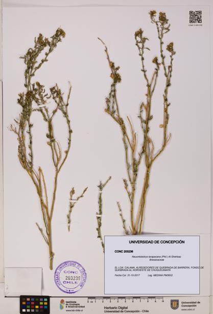 Neuontobotrys tarapacana [Espécimen: UDEC:CONC:0203236]