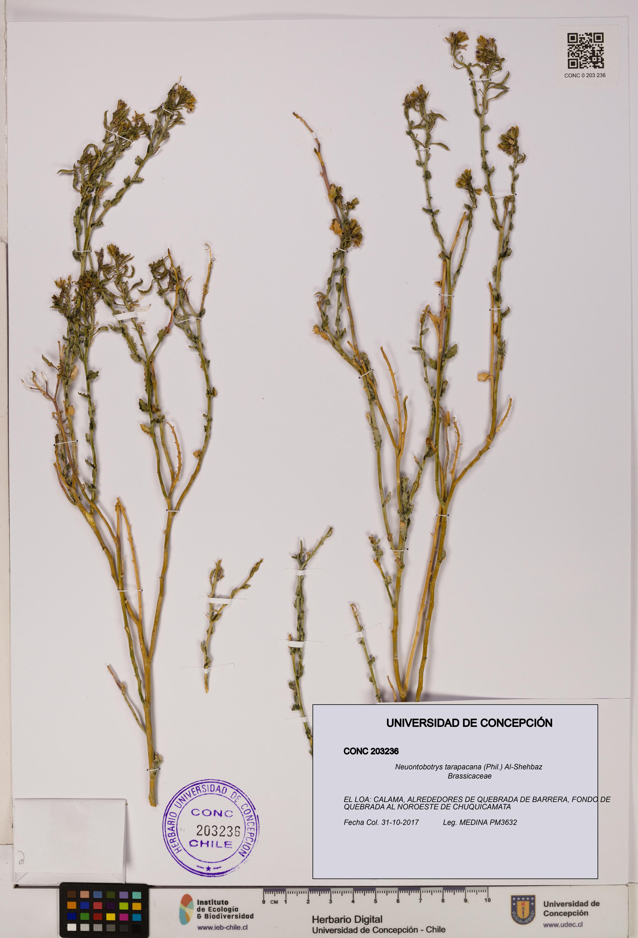Neuontobotrys tarapacana [Espécimen: UDEC:CONC:0203236]