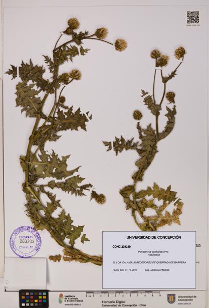 Polyachyrus carduoides [Espécimen: UDEC:CONC:0203239]