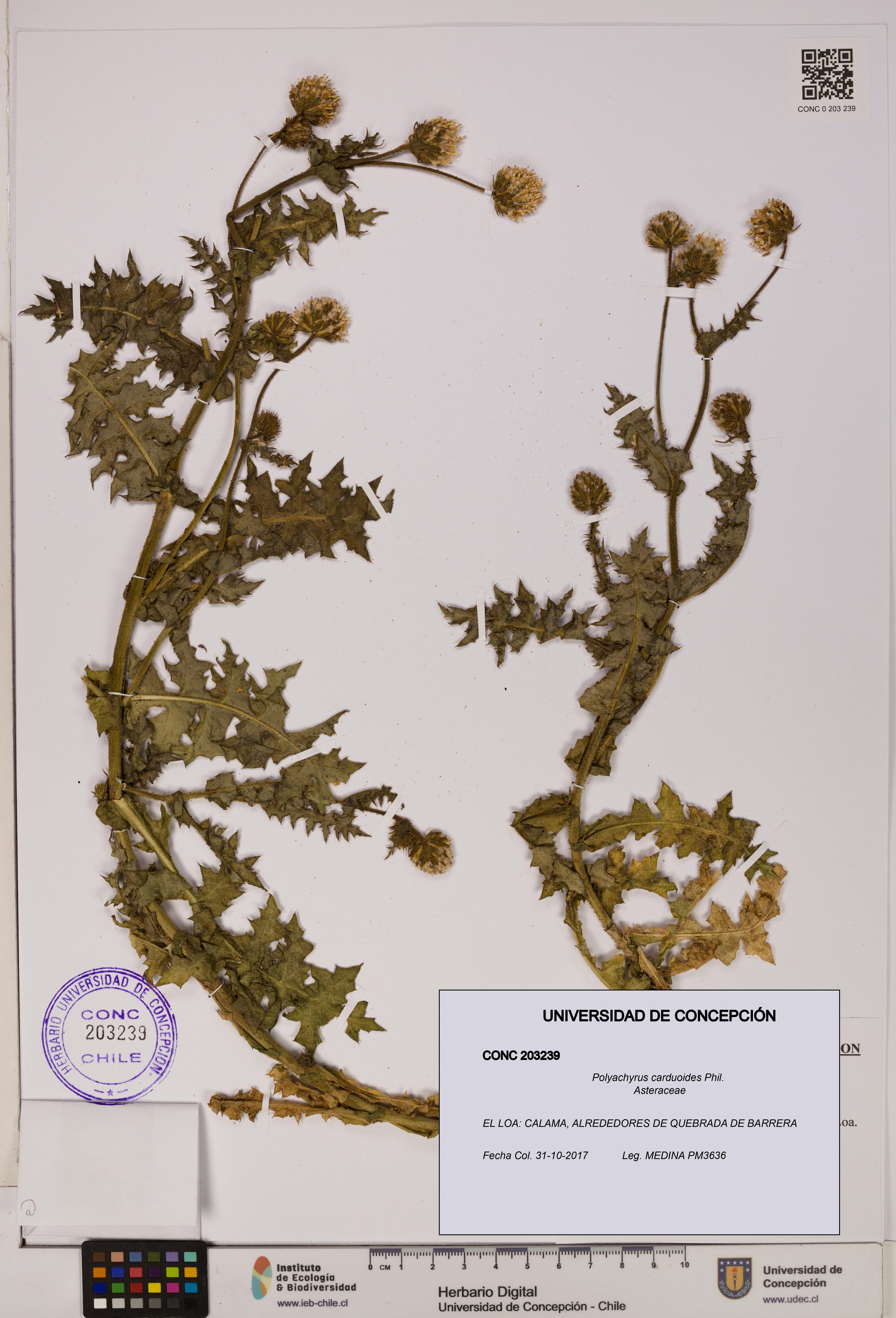 Polyachyrus carduoides [Espécimen: UDEC:CONC:0203239]