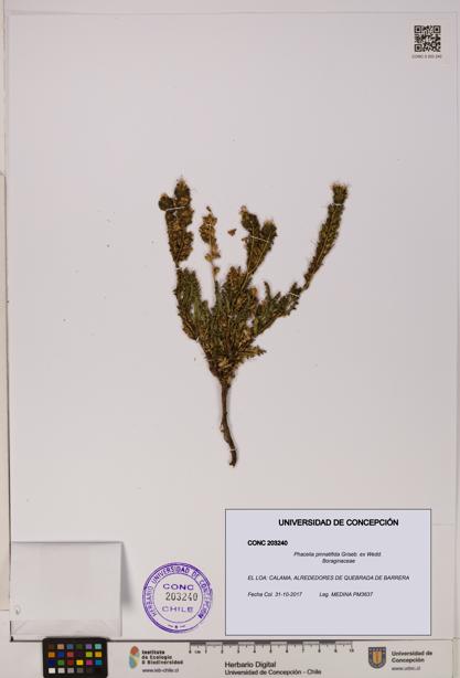Phacelia pinnatifida [Espécimen: UDEC:CONC:0203240]