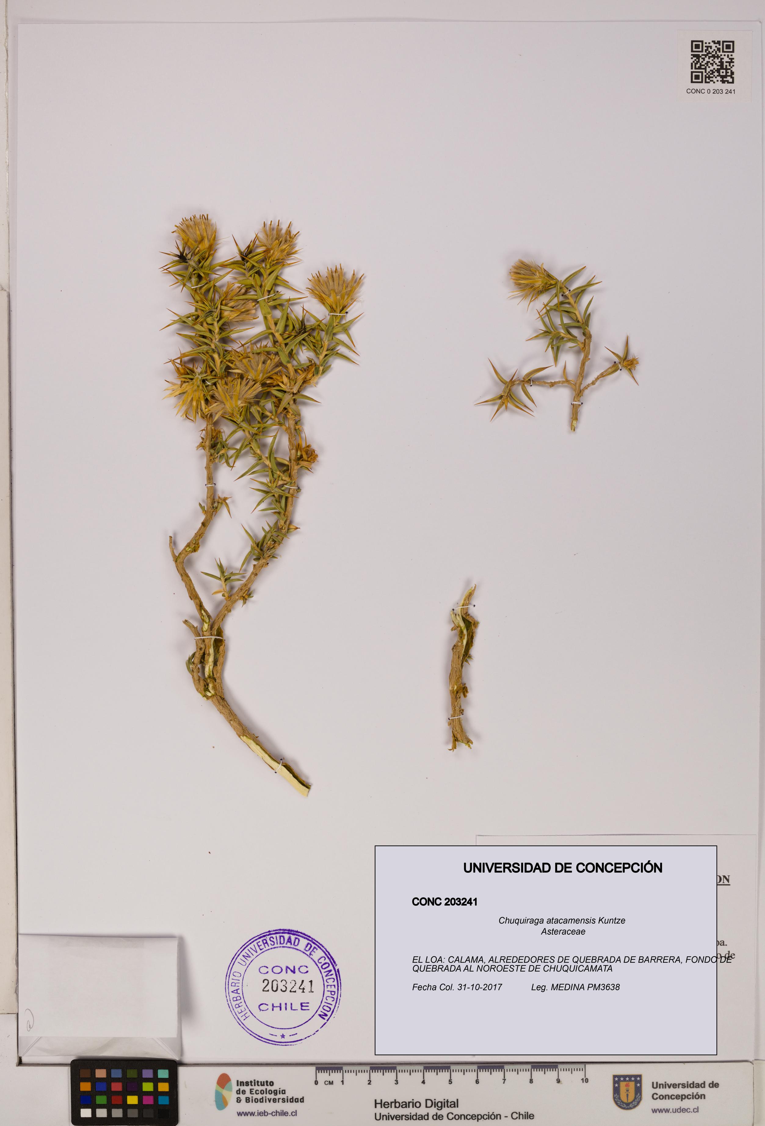 Chuquiraga atacamensis [Espécimen: UDEC:CONC:0203241]