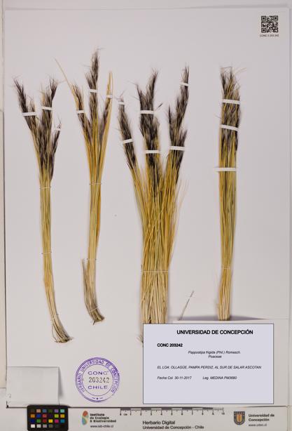 Pappostipa frigida [Espécimen: UDEC:CONC:0203242]