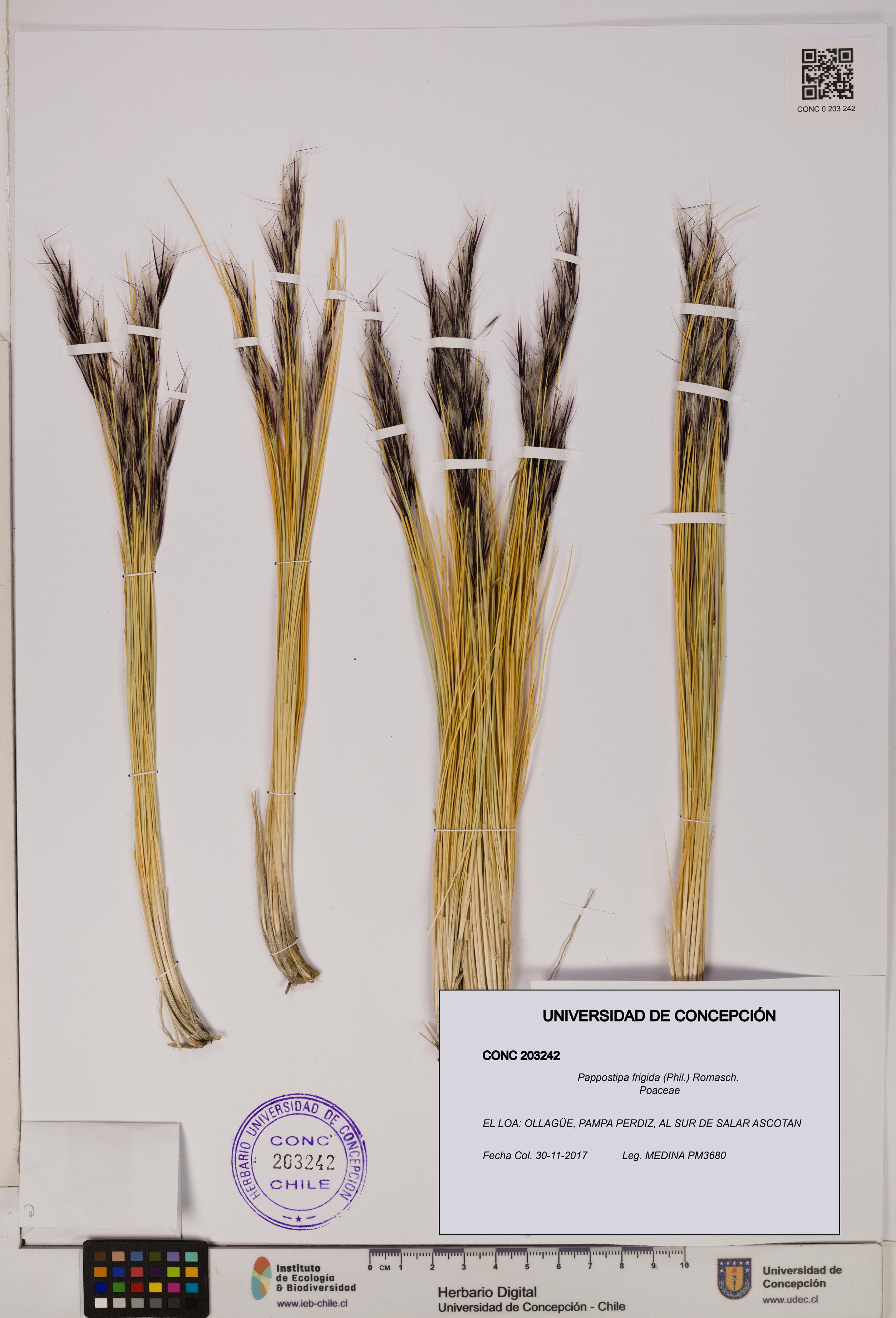 Pappostipa frigida [Espécimen: UDEC:CONC:0203242]