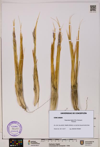 Pappostipa frigida [Espécimen: UDEC:CONC:0203243]