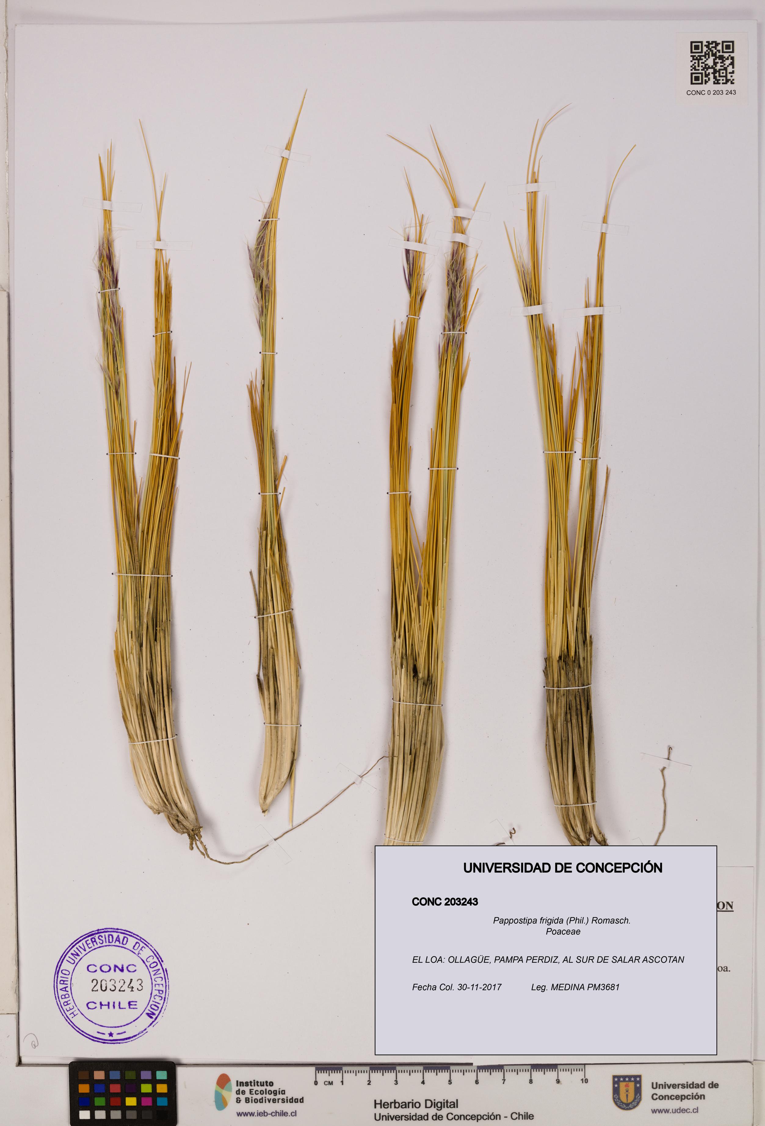 Pappostipa frigida [Espécimen: UDEC:CONC:0203243]