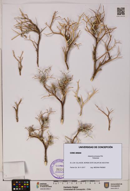 Adesmia erinacea [Espécimen: UDEC:CONC:0203244]