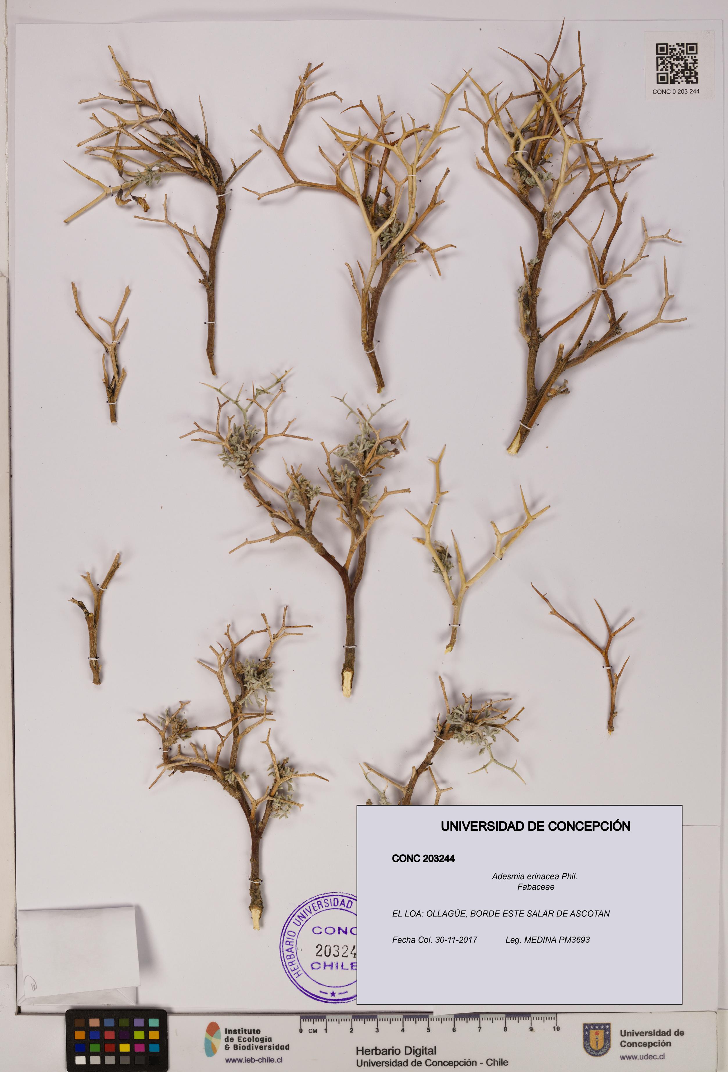 Adesmia erinacea [Espécimen: UDEC:CONC:0203244]