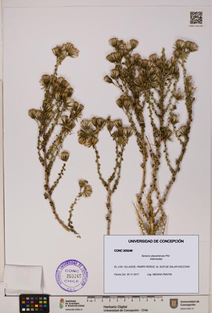 Senecio atacamensis [Espécimen: UDEC:CONC:0203246]