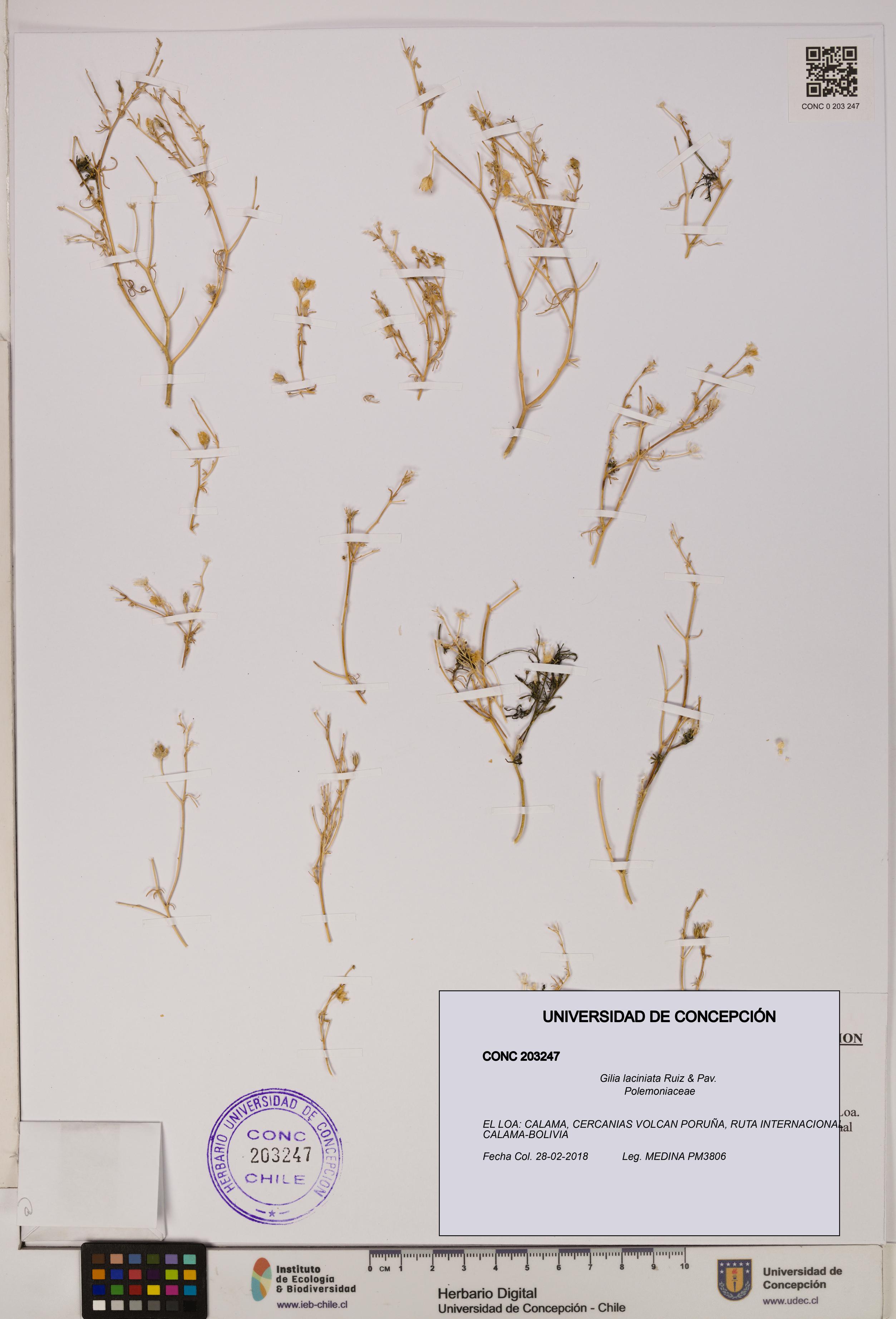 Gilia laciniata [Espécimen: UDEC:CONC:0203247]