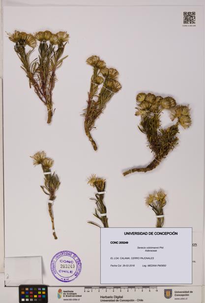 Senecio volckmannii [Espécimen: UDEC:CONC:0203249]