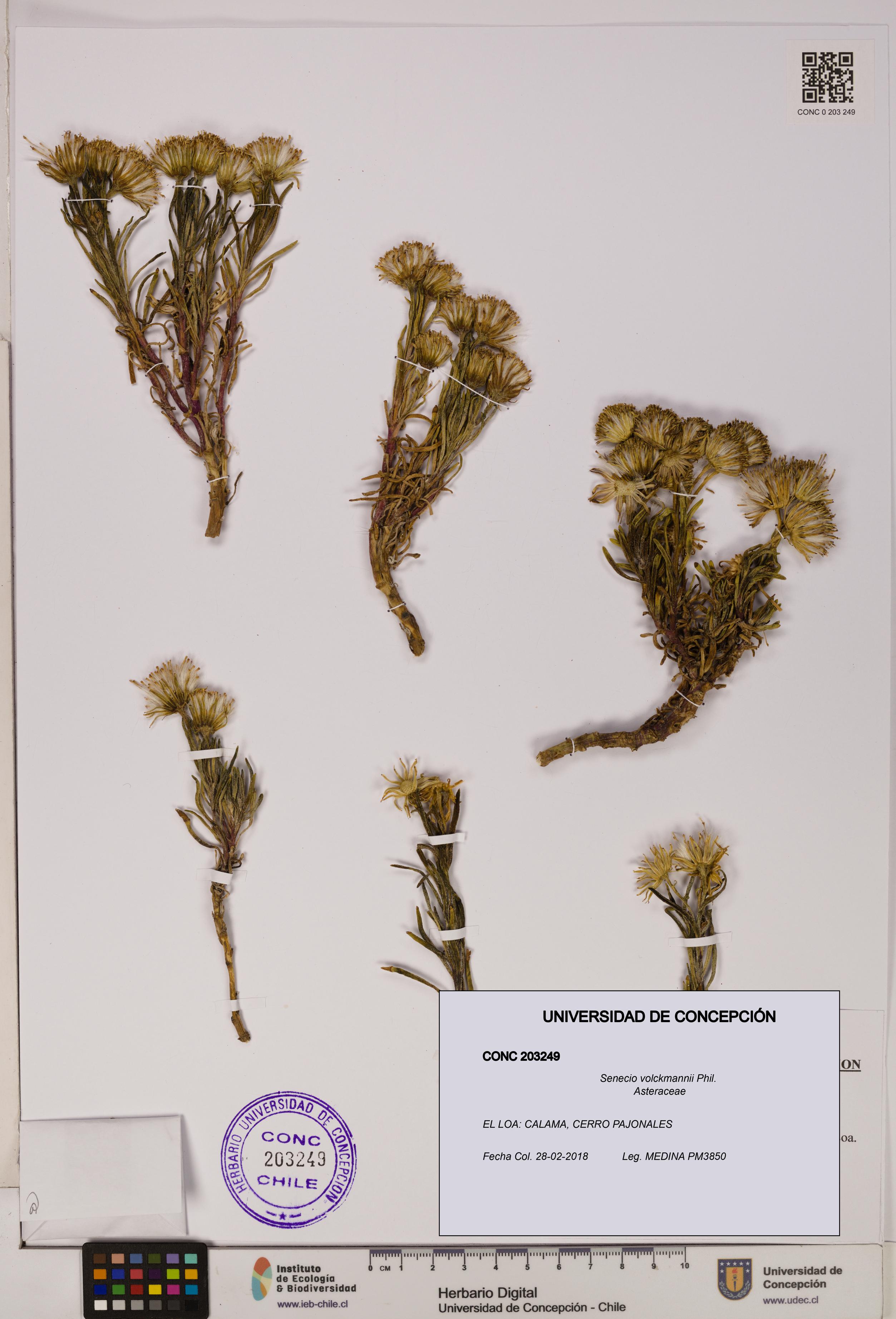Senecio volckmannii [Espécimen: UDEC:CONC:0203249]